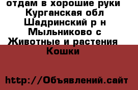 отдам в хорошие руки  - Курганская обл., Шадринский р-н, Мыльниково с. Животные и растения » Кошки   